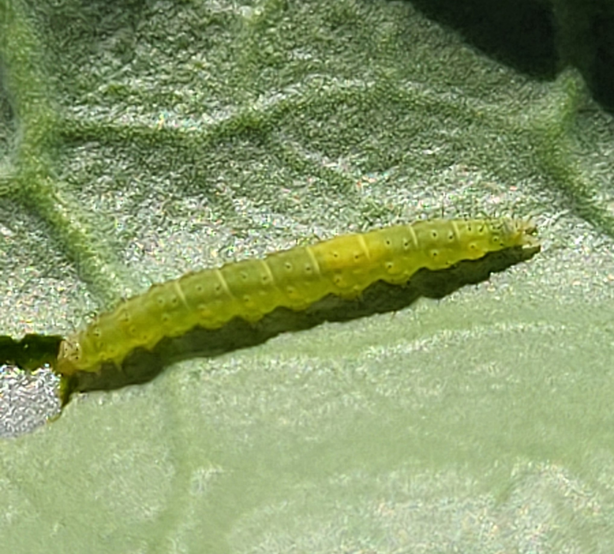 Diamondback moth larva on a leaf.